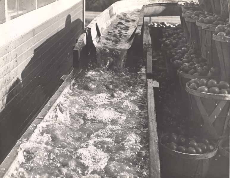 1939 Tomato Crop
