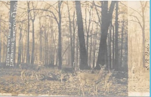 Deer on the Farm D. W. Webster