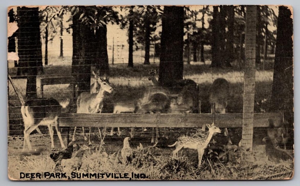 Herd of Deer Behind a Fence