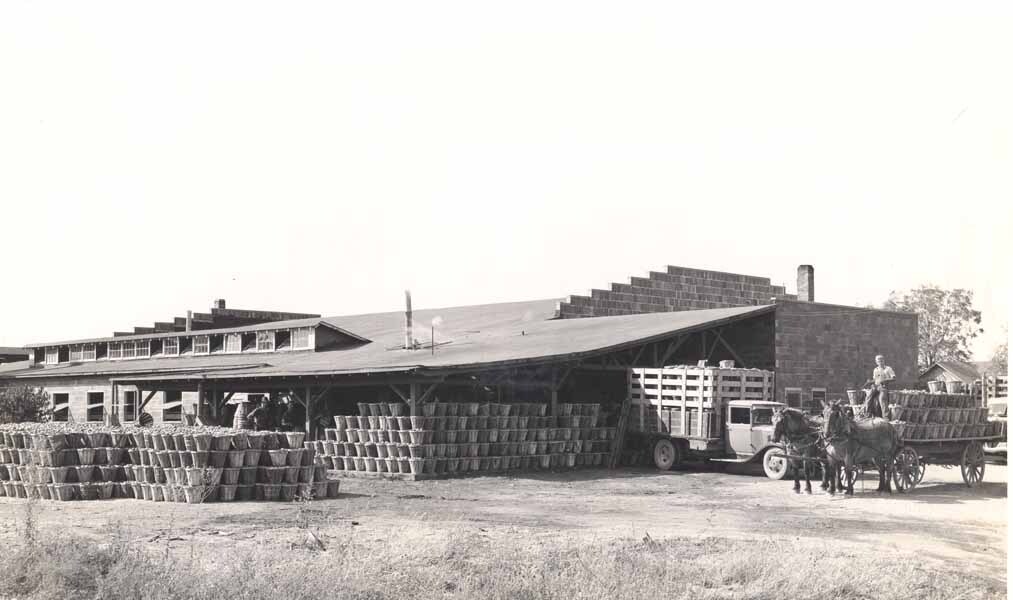 1939 Tomato Crop