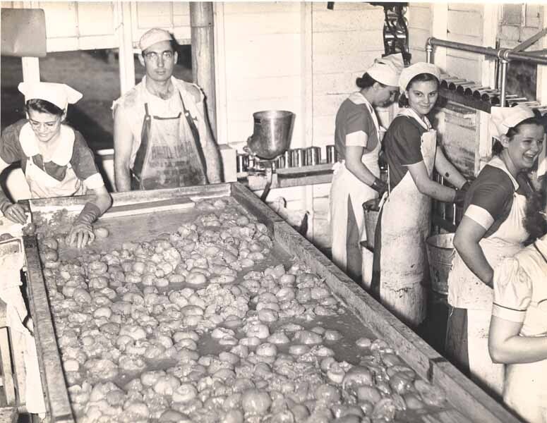 1939 Tomato Crop