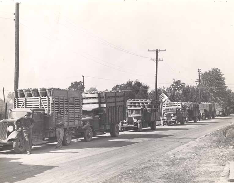 1939 Tomato Crop