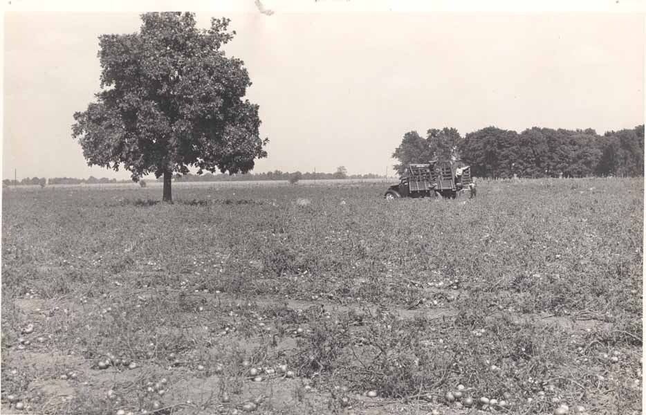 1939 Tomato Crop