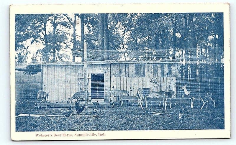 Herd of Deer Behind Fence and Outside Chicken Coop